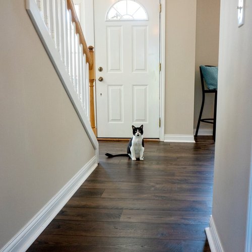Pet-friendly flooring in Forest Hills, MI from Absolute Floor Covering